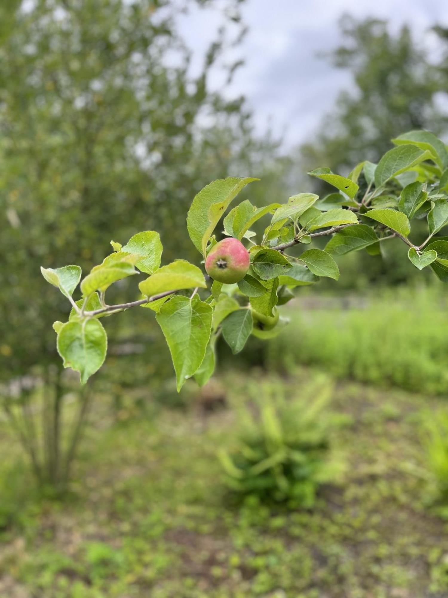 Apple Cottage Newton Stewart Εξωτερικό φωτογραφία
